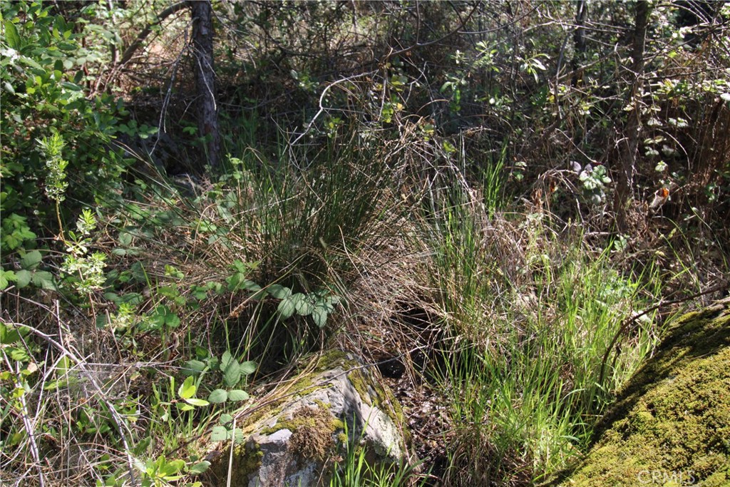 0 Black Bart Road Oroville, CA 95966 - Photo 14 of 38 a view of a tree