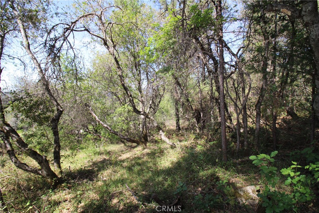 0 Black Bart Road Oroville, CA 95966 - Photo 15 of 38 a view of tree