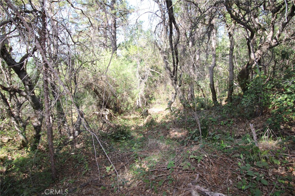 0 Black Bart Road Oroville, CA 95966 - Photo 16 of 38 a view of forest