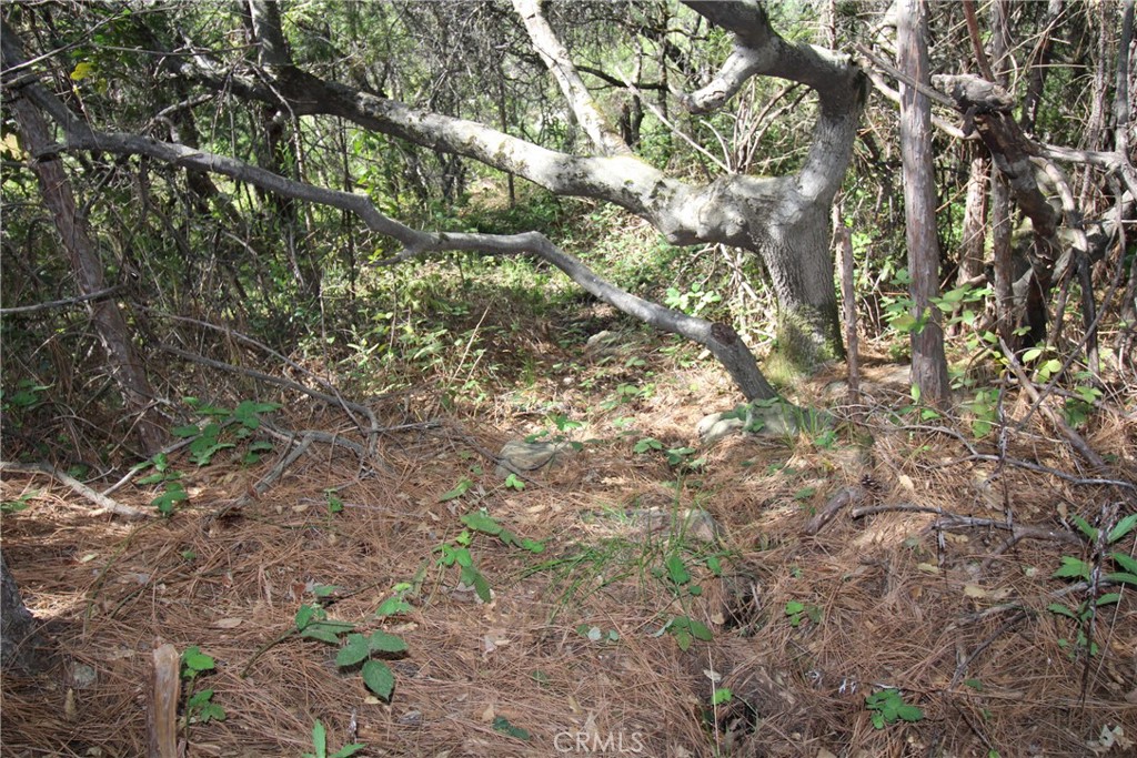 0 Black Bart Road Oroville, CA 95966 - Photo 19 of 38 a view of tree