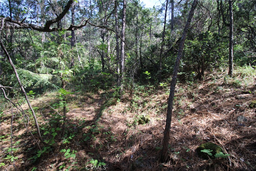 0 Black Bart Road Oroville, CA 95966 - Photo 20 of 38 a view of a forest with lots of trees