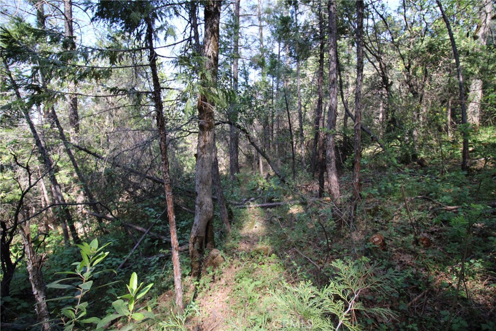 0 Black Bart Road Oroville, CA 95966 - Photo 21 of 38 a backyard of a house with lots of trees