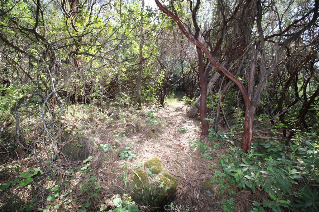 0 Black Bart Road Oroville, CA 95966 - Photo 22 of 38 a backyard of a house with lots of plants and tree
