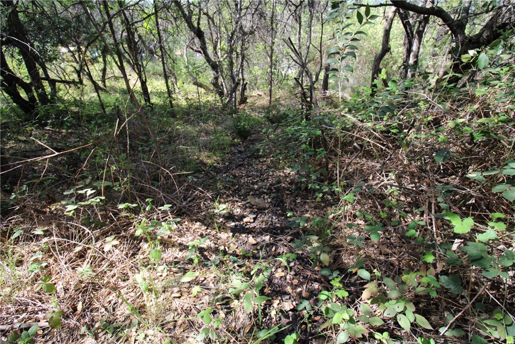0 Black Bart Road Oroville, CA 95966 - Photo 23 of 38 a view of a forest with lots of trees
