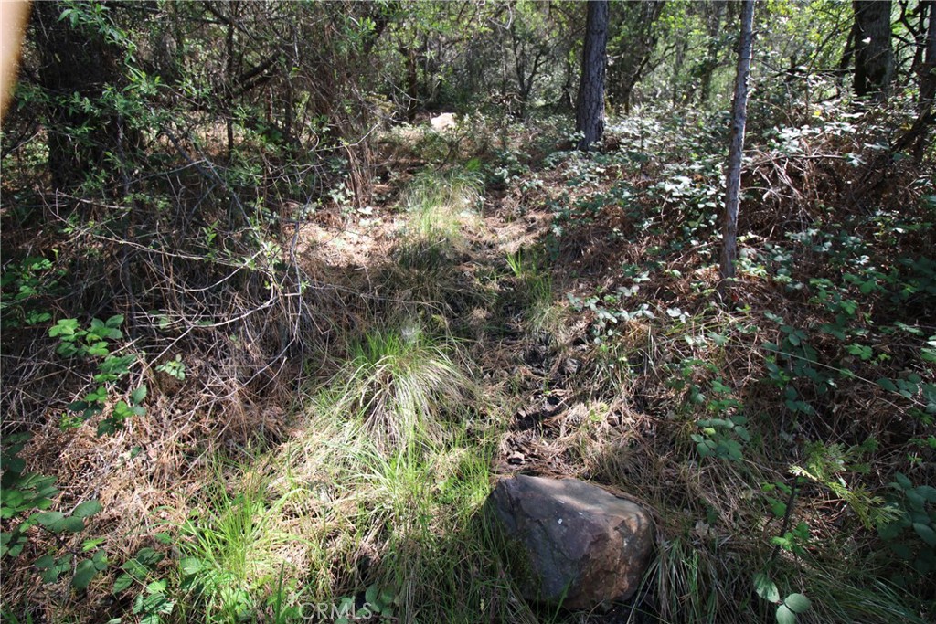 0 Black Bart Road Oroville, CA 95966 - Photo 24 of 38 a view of a tree in a forest