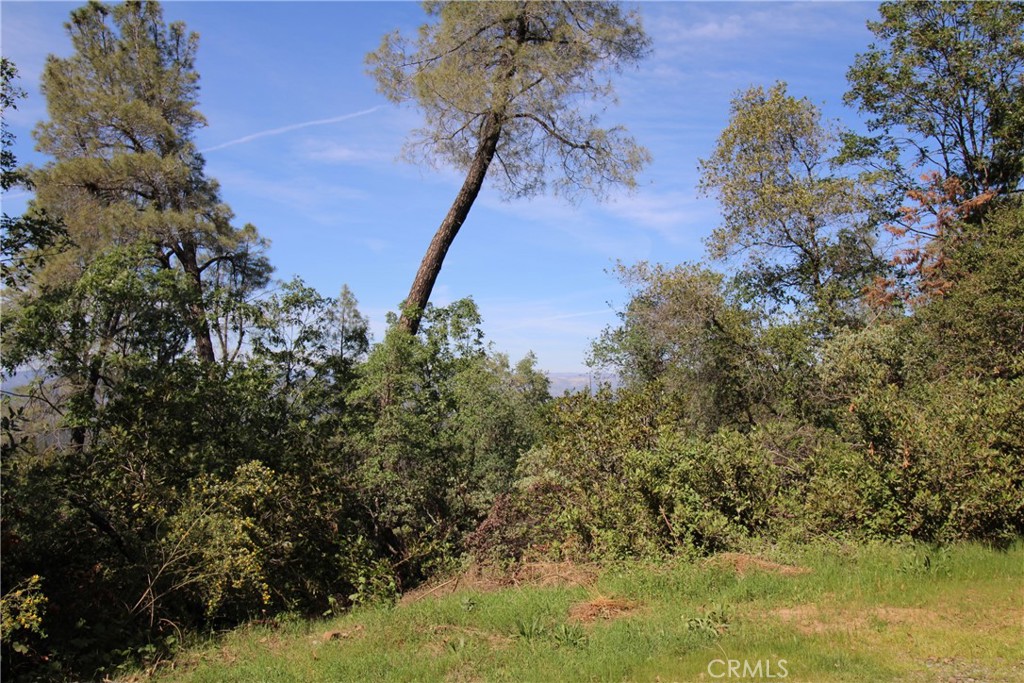 0 Black Bart Road Oroville, CA 95966 - Photo 36 of 38 a view of a tree in a yard
