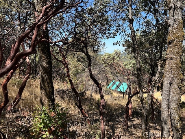 0 Black Bart Road Oroville, CA 95966 - Photo 6 of 16 a picture of tree