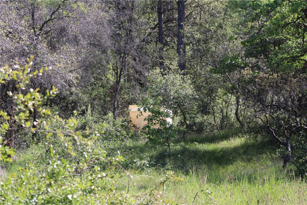0 Black Bart Road Oroville, CA 95966 - Photo 10 of 38 a view of a forest with a tree
