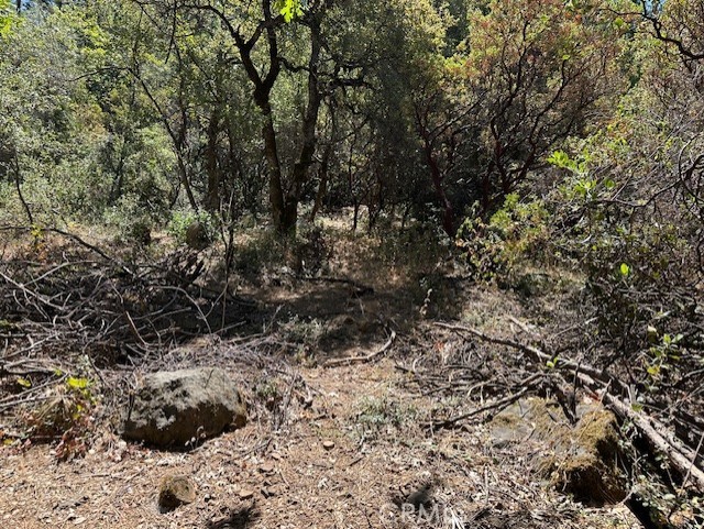 0 Black Bart Road Oroville, CA 95966 - Photo 10 of 16 a view of a yard with a tree