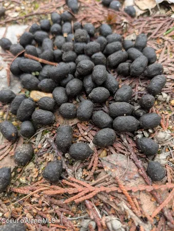 $225,000 | Lot 5 Fall Crk Road, Naples, ID 83847