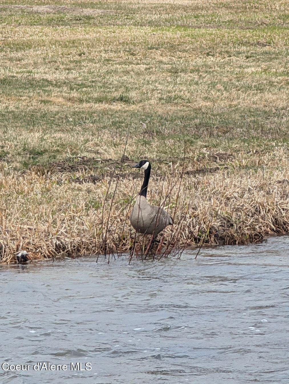 Lot 5 Fall Crk Road Naples, ID 83847 - Photo 10 of 24 Why hello there!