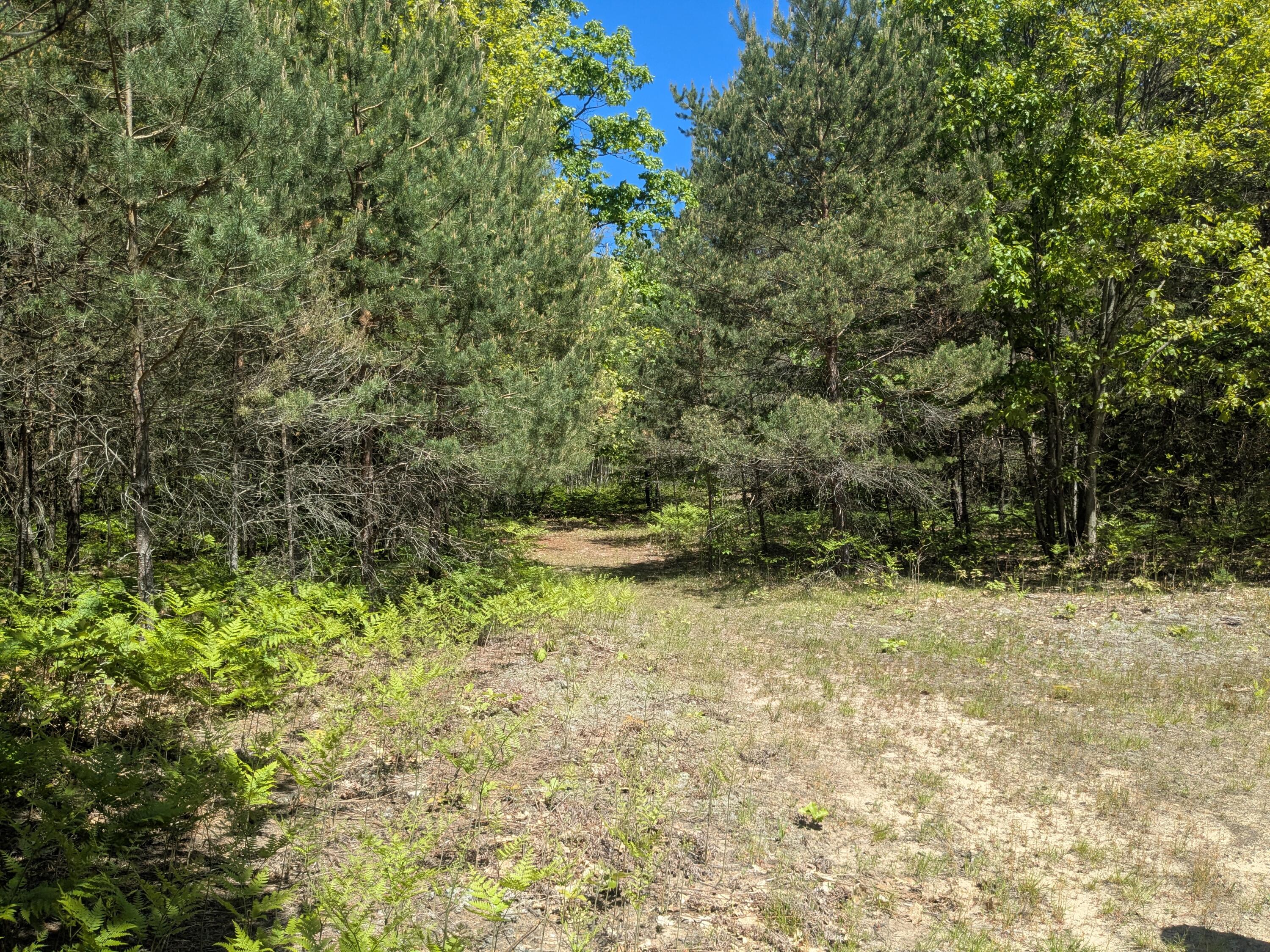 40 Ac V/l Clements Road Kaleva, MI 49645 - Photo 2 of 5 clements 1