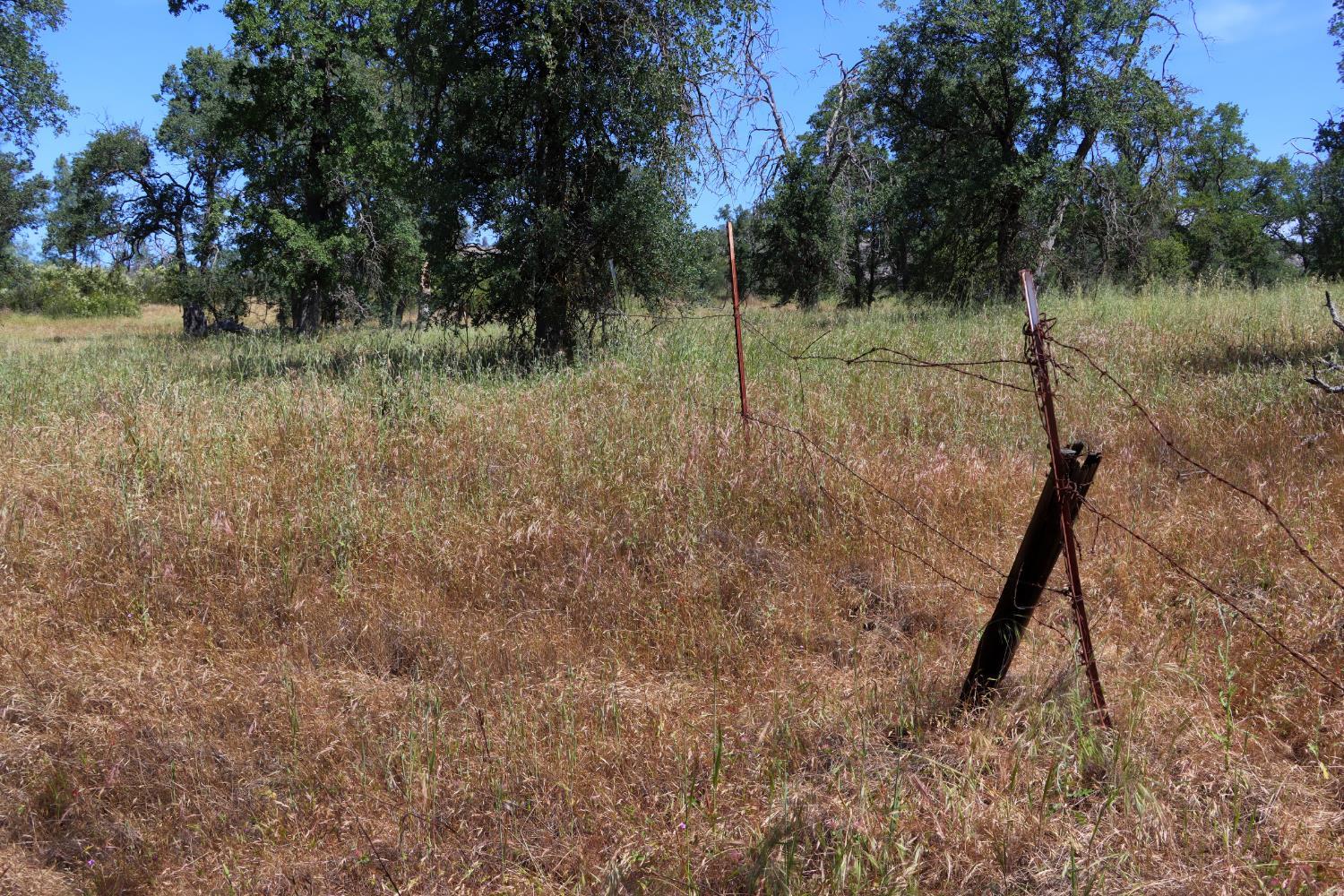 80 Polk Ranch Road Coarsegold, CA 93614 - Photo 20 of 31 a view of a tree in a yard