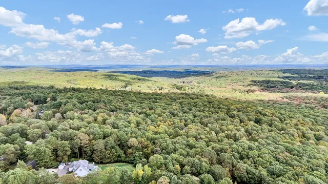 a view of a lush green forest with a tree