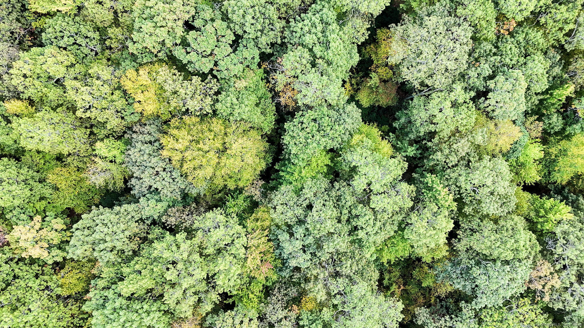 93 Dockerel Road Tolland, CT 06084 - Photo 12 of 12 a view of a lush green forest with a tree