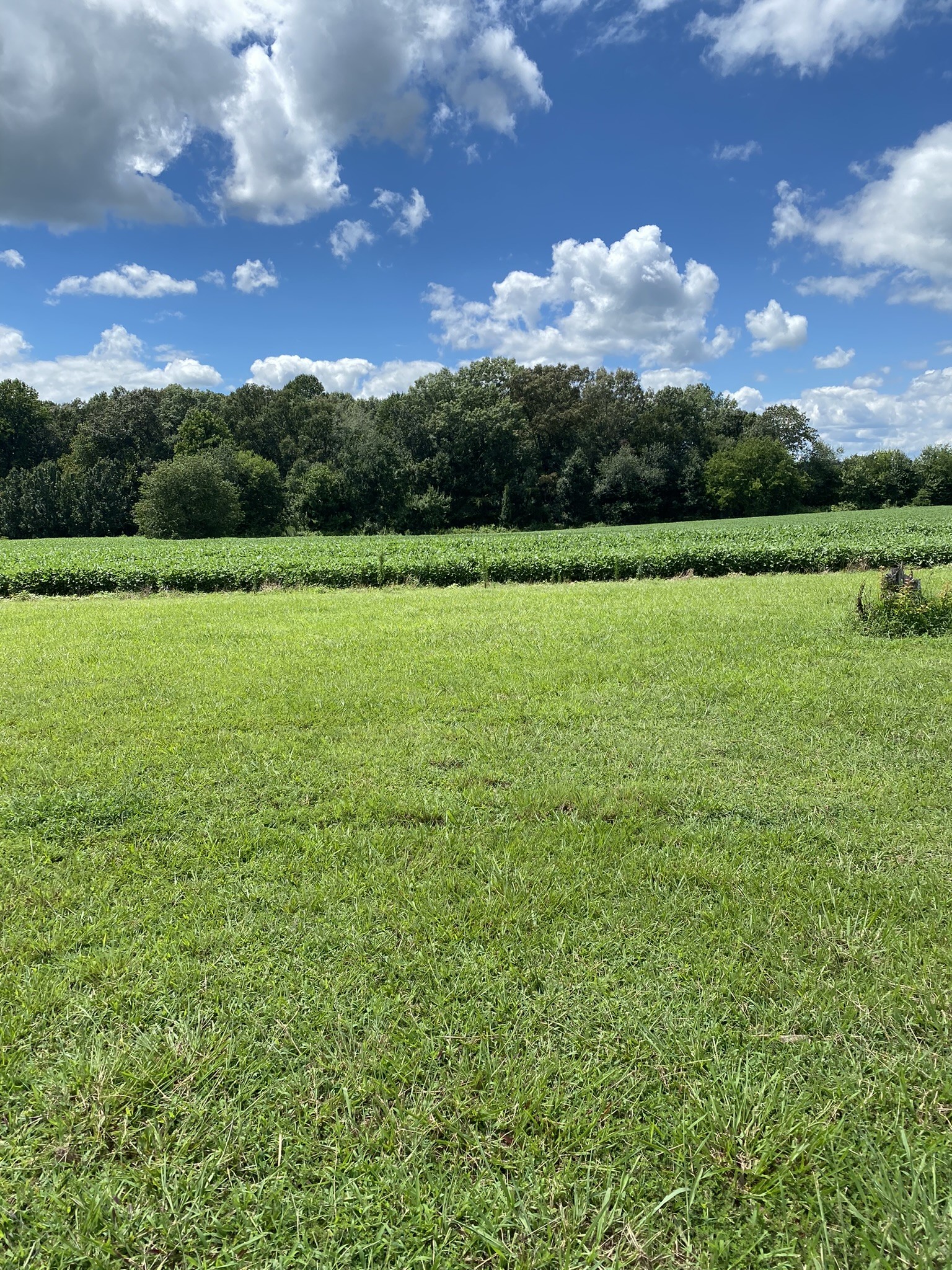 1239 Caney Branch Road Morrison, TN 37357 - Photo 15 of 19 a view of a field with a big yard