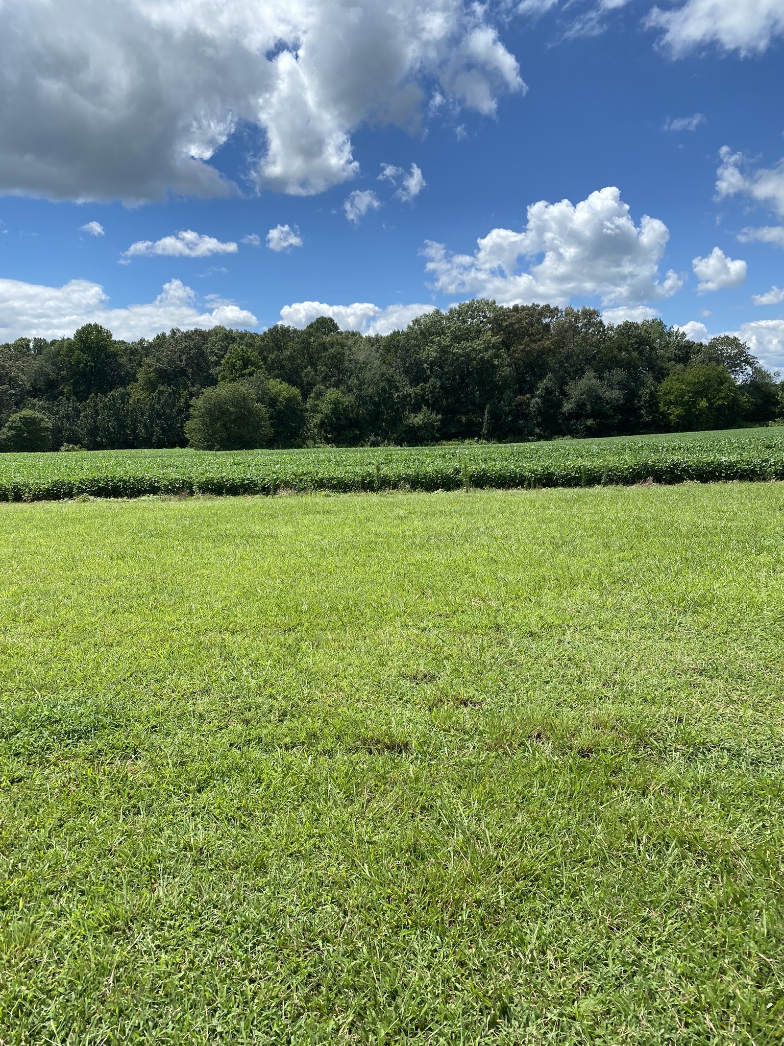 1239 Caney Branch Road Morrison, TN 37357 - Photo 16 of 19 a view of an outdoor space and yard