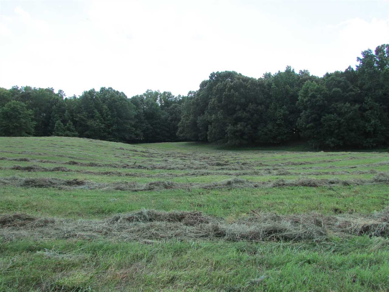 0 Ridley Chapel Road Reagan, TN 38368 - Photo 8 of 22
