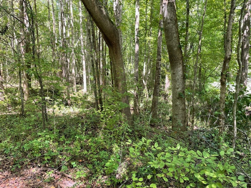 3.16-acres Matthew Road Pickens, SC 29671 - Photo 5 of 5