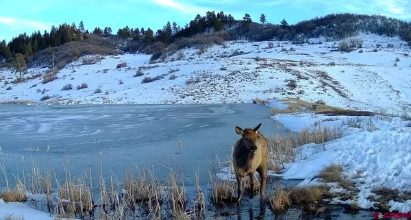 $175,000 | 331 Spring Creek Circle, Chromo, CO 81128