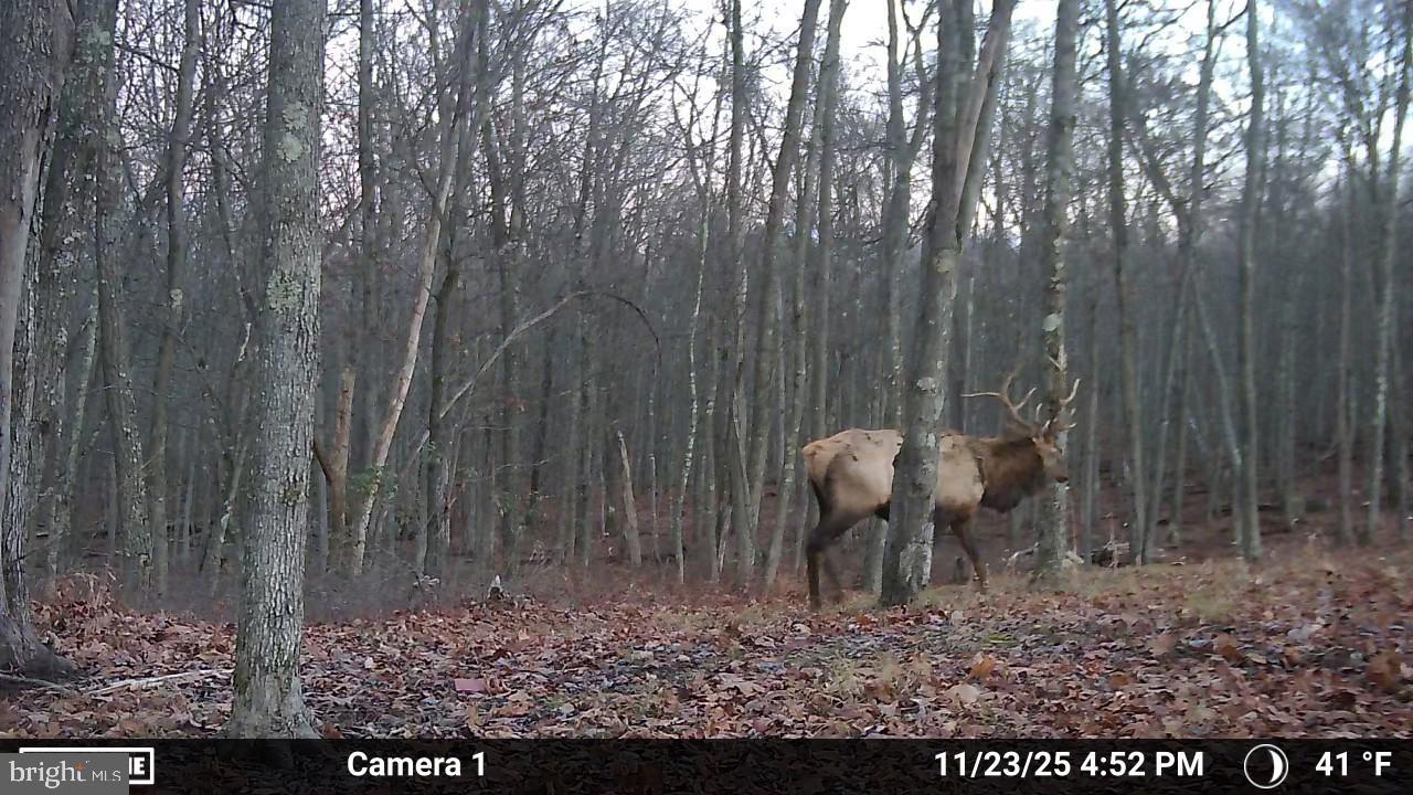 123 Rock Ridge Road Bellefonte, PA 16823 - Photo 21 of 24 Large elk in your back yard