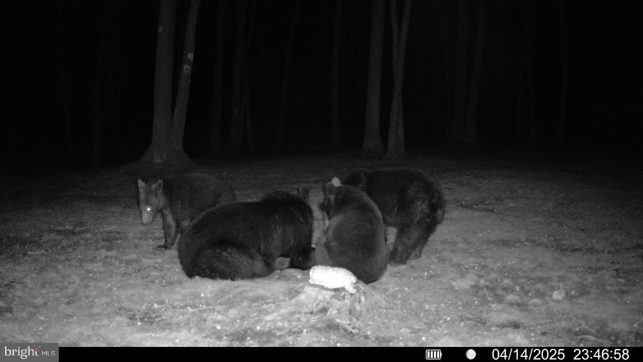 123 Rock Ridge Road Bellefonte, PA 16823 - Photo 22 of 24 Mama & 3 cubs