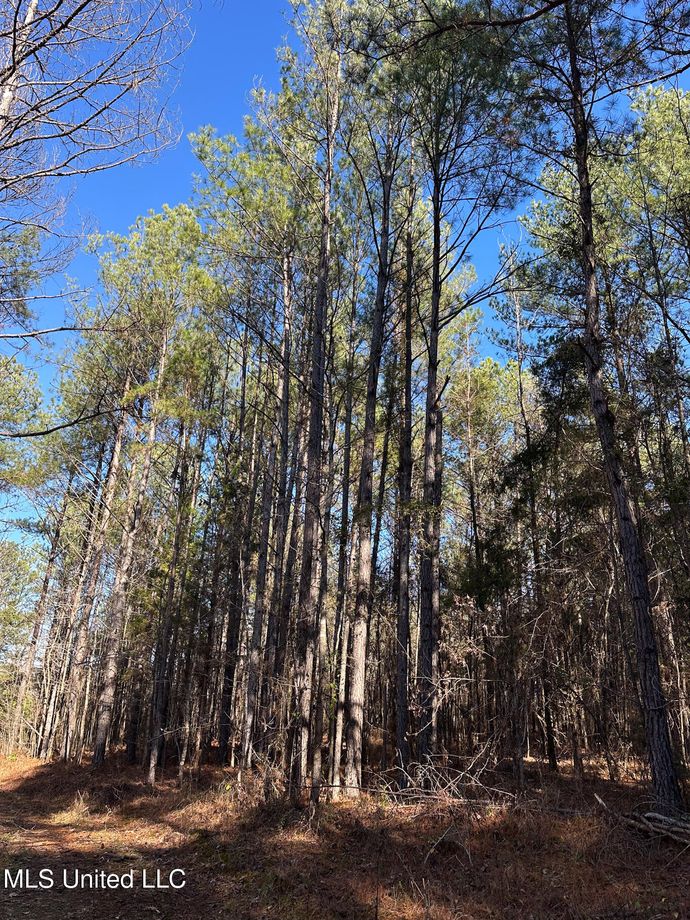 4120 Co Road Sallis, MS 39160 - Photo 14 of 30 Attala 160-22