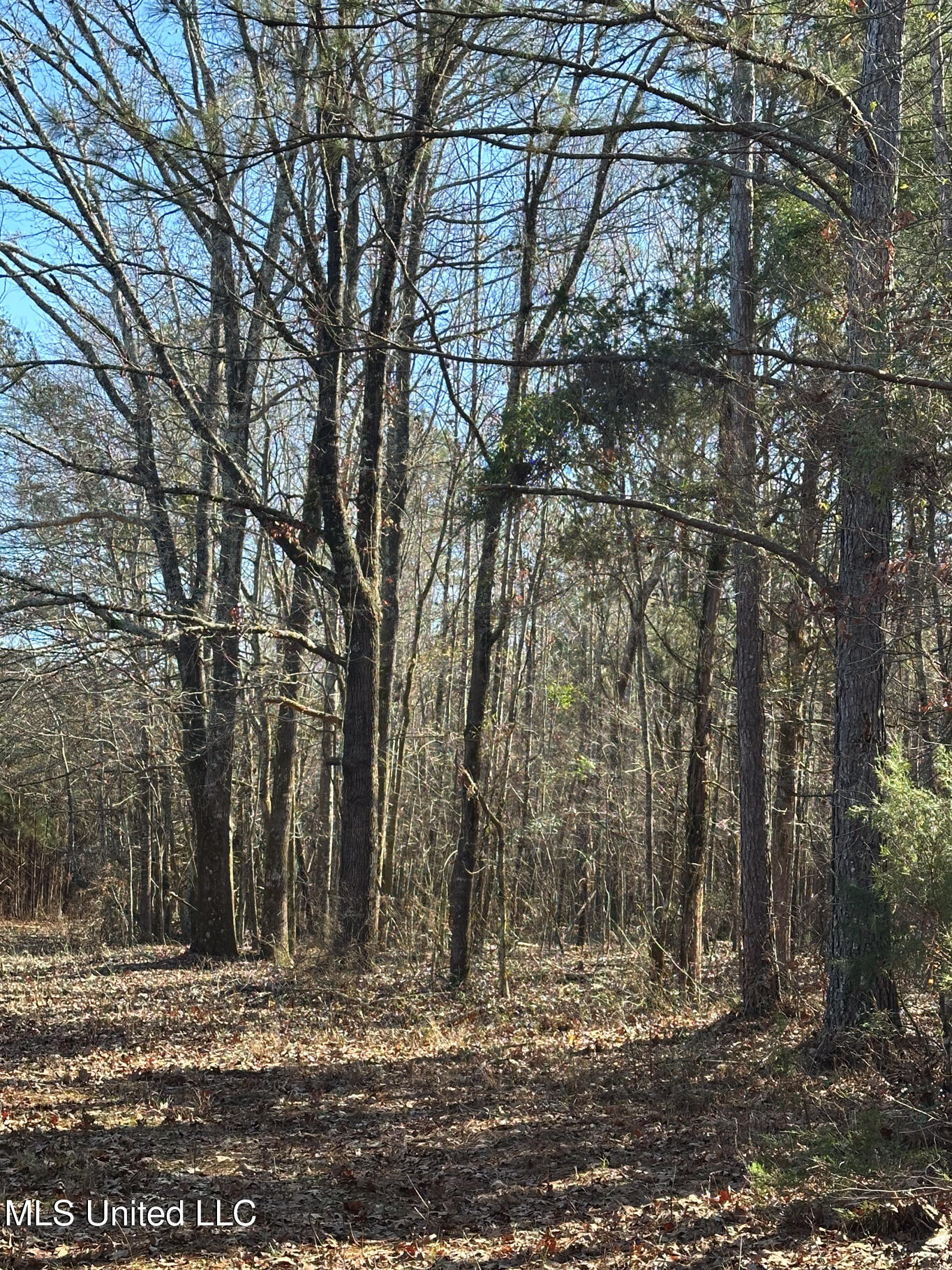 4120 Co Road Sallis, MS 39160 - Photo 23 of 30 Attala 160-35