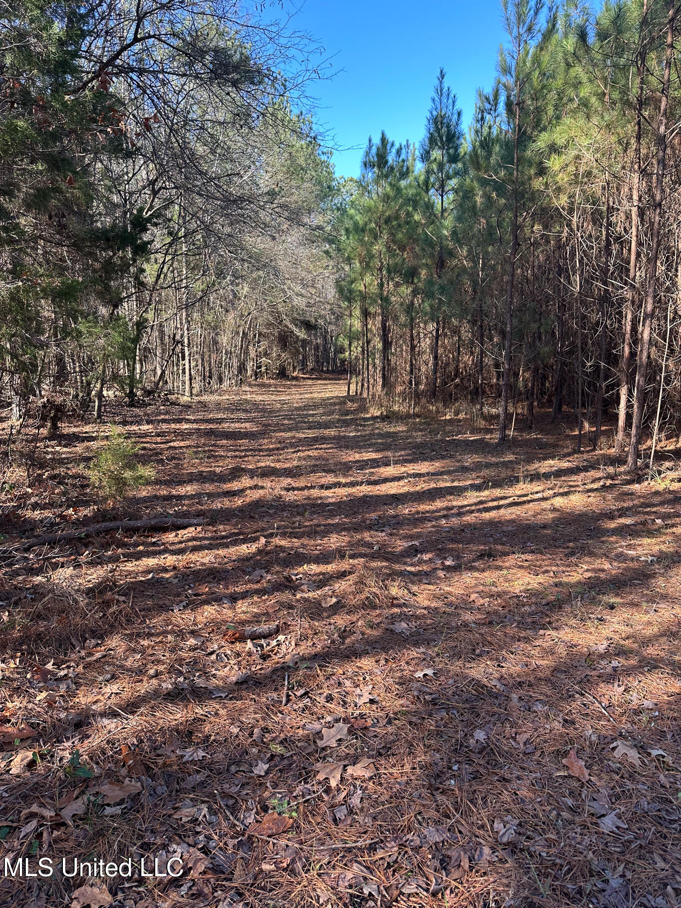 4120 Co Road Sallis, MS 39160 - Photo 4 of 30 Attala 160-7