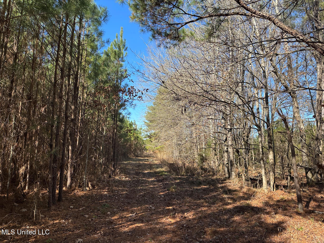 4120 Co Road Sallis, MS 39160 - Photo 8 of 30 Attala 160-13