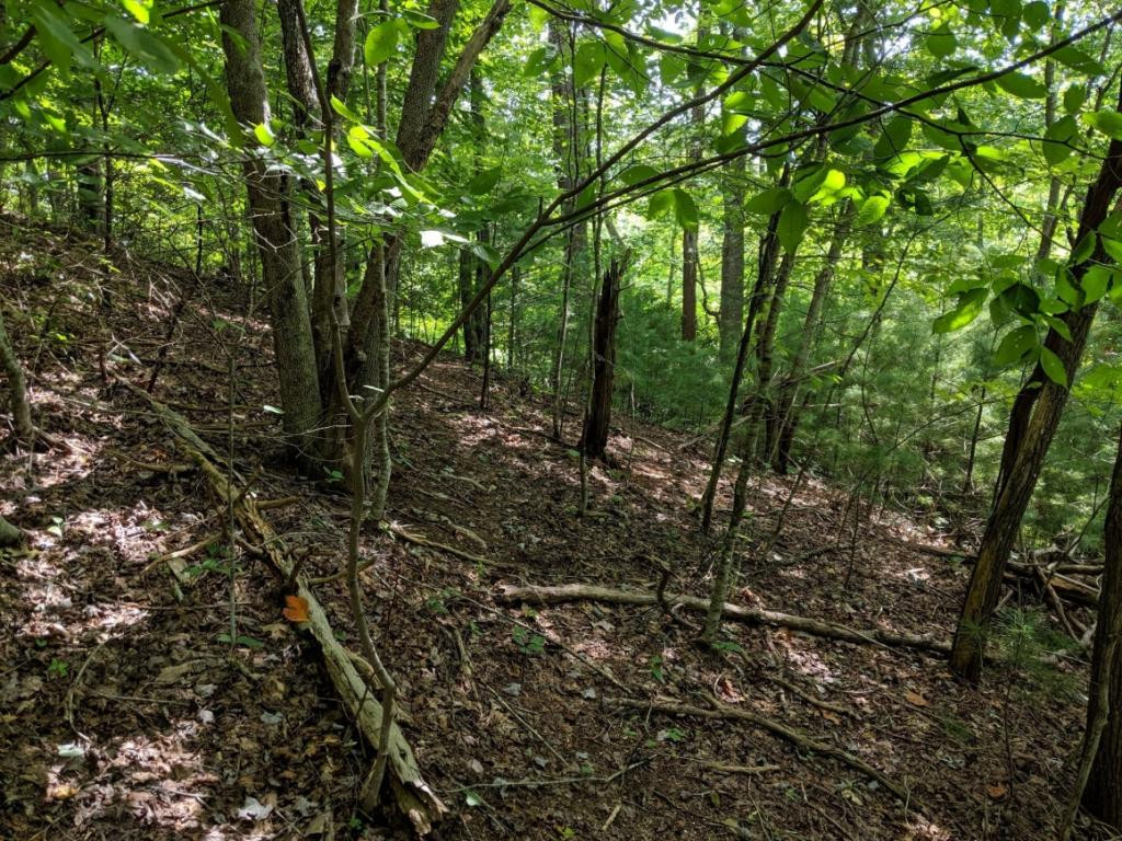 Tbd Clark Road Butler, TN 37640 - Photo 5 of 11 Photo 5