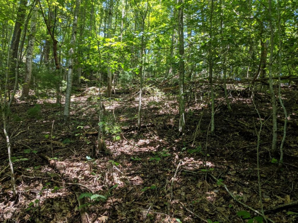Tbd Clark Road Butler, TN 37640 - Photo 8 of 11 Photo 8