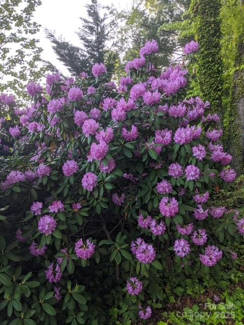 2491 Watts Street Morganton, NC 28655 - Photo 13 of 15 a view of a flower