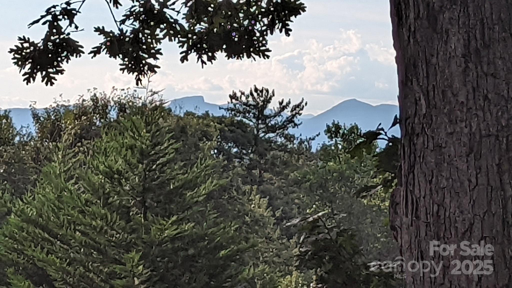 2491 Watts Street Morganton, NC 28655 - Photo 14 of 15 a view of a tree with a plant in front of it