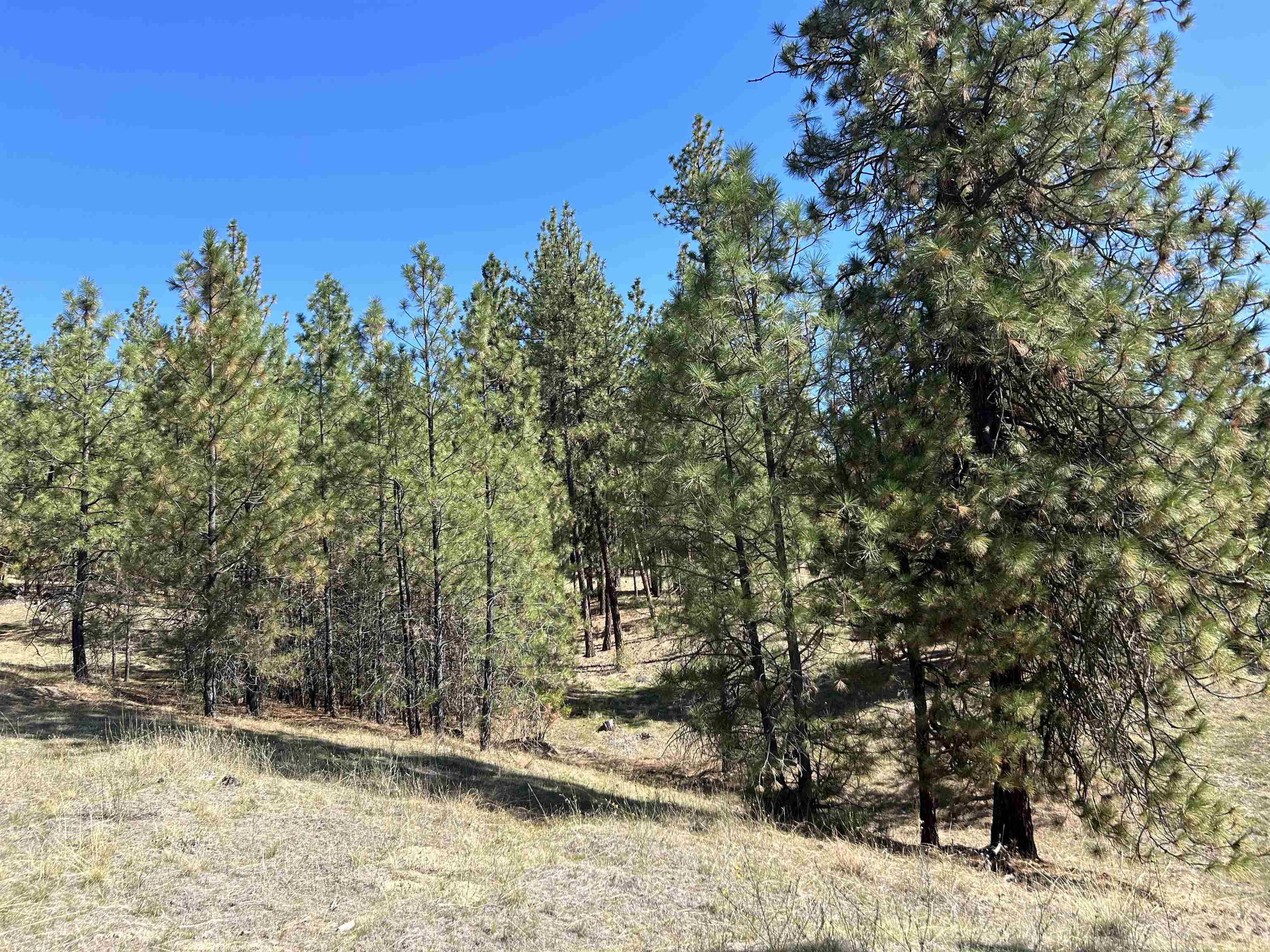 Nna Corkscrew Canyon Road Tumtum, WA 99034 - Photo 5 of 41