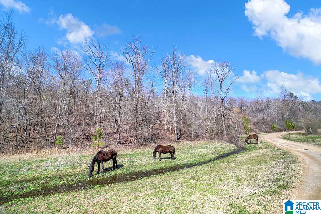 39080 Highway 231 Steele, AL 35987 - Photo 36 of 37