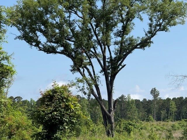 949 Ford Road Homer, LA 71040 - Photo 11 of 16