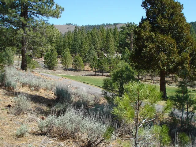 a view of a yard with plants and a large tree