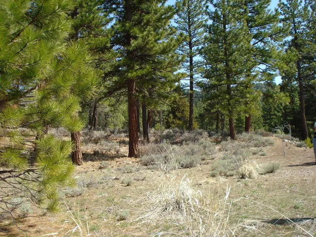 a view of a yard covered in snow