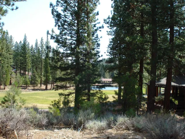 a view of a town with large trees
