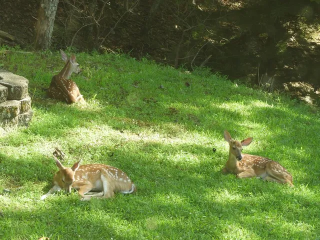 $563,900 | 380 Bear Trail, Murphy, NC 28906