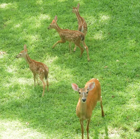 $563,900 | 380 Bear Trail, Murphy, NC 28906