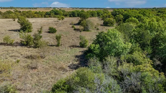 a view of a forest with lots of trees