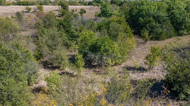 a view of a lush green forest