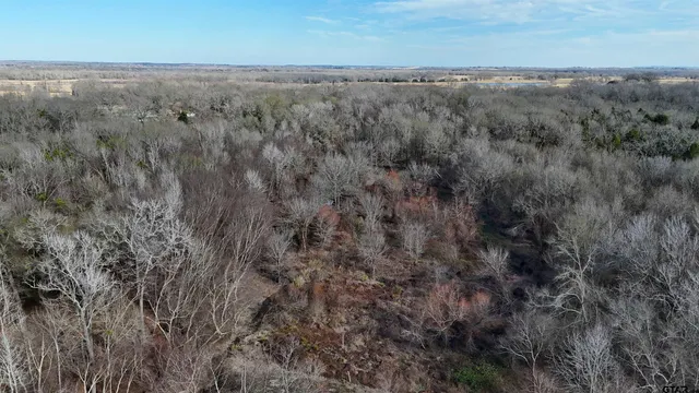 a view of a forest with trees in the background