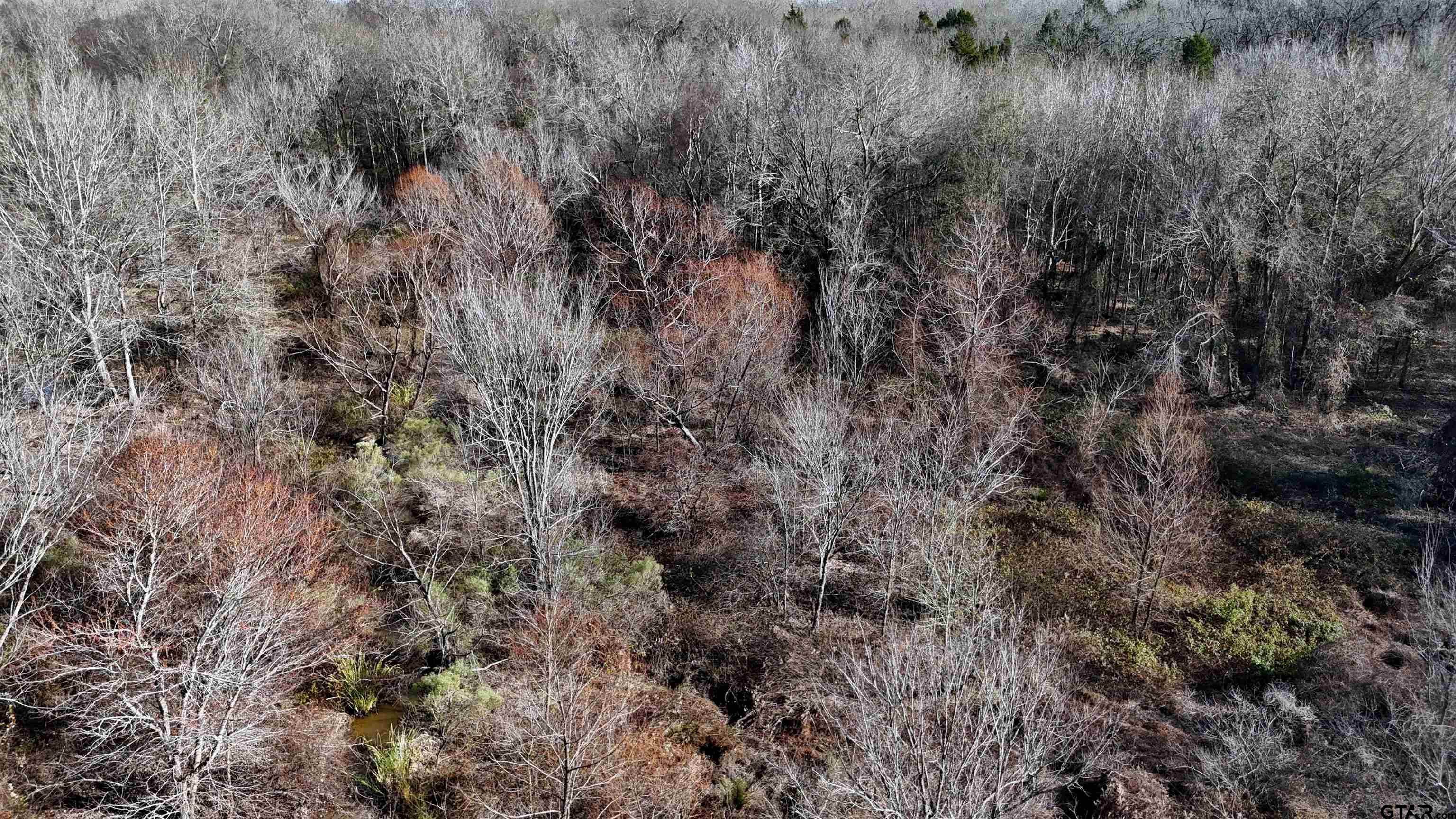 3801 Athens Tx 75752 Athens, TX 75752 - Photo 5 of 11 a view of a forest