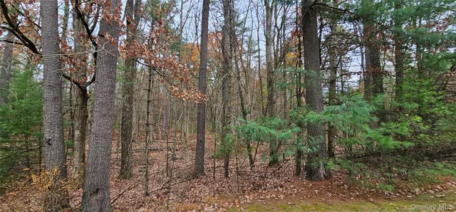 a view of a yard with plants and large trees