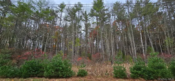 a view of a forest with trees in front of it