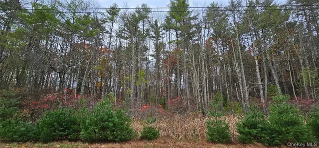 a view of a forest with trees in front of it