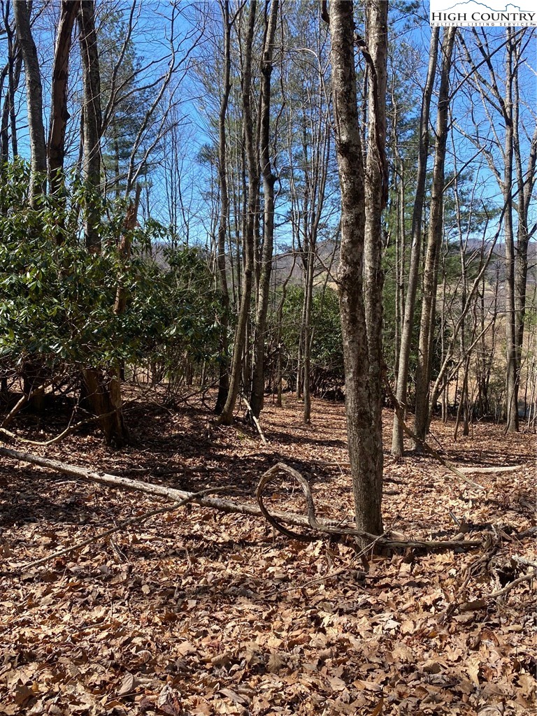 Starmount Lane Sparta, NC 28675 - Photo 20 of 20 a view of a forest filled with trees